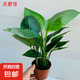 天堂鳥招財大氣大型綠植盆栽客廳耐旱好養(yǎng)護懶人綠植室內(nèi)凈化空氣 天堂鳥40-50cm【3顆】+原盆原土