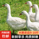 農(nóng)家散養(yǎng)大白鵝 冷凍鵝肉嫩鵝土鵝大鵝生鮮整只鹵鵝原料 大鵝9-10斤