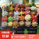 多肉植物組合3-5厘米卷好盆栽耐干旱好養(yǎng)新手基地玉露綠植盆栽 【28棵多肉有名字】14個品種