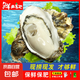 生蠔山東大生蠔鮮活牡蠣肉質(zhì)肥美凈重5斤原產(chǎn)地直發(fā)到家 5斤XL【約30-33個】清蒸版