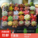多肉植物組合3-5厘米卷好盆栽耐干旱好養(yǎng)新手基地玉露綠植盆栽 【不重復(fù)3-5cm】28棵多肉有玉露