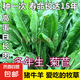 進(jìn)口牧草種子多年生黑麥草魚草喂養(yǎng)雞鴨鵝豬牛羊種籽 大葉菊苣凈子 500克（更實(shí)惠）