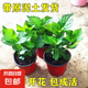 繡球花苗無盡夏四季開花繡球花盆栽庭院好養(yǎng)的花卉植物室內(nèi)花 【60%顧客購買】3棵不同品種(原盆土)