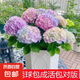 繡球花苗盆栽庭院花八仙花盆栽繡球花大苗無盡夏繡球室卉室外庭院 彩虹【1號】原土發(fā)貨【當(dāng)年開花】