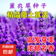 耐寒花種多年生野花組合種子四季開花花籽庭院易種活室外花卉 薰衣草種子 500克（更實惠）