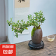 【禪意】懸崖金邊六月雪帶陶瓷盆小盆景植物辦公室內(nèi)綠植盆栽盆景 懸崖六月雪+蛋殼型盆+底座+苔蘚