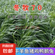 進(jìn)口牧草種子多年生黑麥草魚草喂養(yǎng)雞鴨鵝豬牛羊種籽 【耐寒耐旱】冬牧70黑麥草 500克（更實(shí)惠）