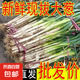 農(nóng)家自種精品山東大蔥特級(jí)新鮮鐵桿長(zhǎng)白蔥農(nóng)家毛蔥香蔥現(xiàn)挖便宜 山東大蔥（帶老皮）帶箱 2斤