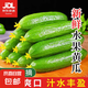 【超市品質(zhì)】山東新鮮水果黃瓜嫩青瓜生吃蘸醬生鮮蔬菜減肥搭配 山東水果黃瓜 6斤 帶箱