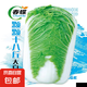 春蝶蔬菜種子四季播盆栽陽臺(tái)庭院黃瓜豆角番茄甜瓜易種籽孑大全 十八斤大白菜【1包約1000?！?一包(試種貴在快遞費(fèi))