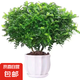 驅(qū)蚊蟲(chóng)清香木盆栽正宗胡椒木花卉綠植四季好養(yǎng)凈化空氣吸甲醛植物 6年大苗1盆【螺紋盆】+肥料