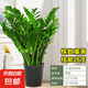 金錢樹盆栽客廳大花盆旺宅樹辦公室內(nèi)大型好養(yǎng)綠植物喬遷搖錢串子 金錢樹【10-15株】70-80cm原土盆