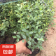 藍(lán)莓樹果苗水果藍(lán)莓苗盆栽地栽陽臺(tái)庭院果樹苗南北方種植當(dāng)年結(jié)果 3年小苗【品種備注】高度30厘米