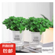 檸檬薄荷盆栽新鮮可食用薄荷葉苗驅(qū)蚊草水培好養(yǎng)花卉室內(nèi)綠植物 原土薄荷+吸水盆+肥料二盆裝 不含盆