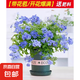 藍(lán)雪花大花苗爬藤植物陽臺庭院四季開花盆栽室內(nèi)外鮮花卉盆景植物 【帶花苞】2盆藍(lán)雪花180（加侖盆）