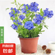 藍(lán)雪花大花苗爬藤植物陽臺庭院四季開花盆栽室內(nèi)外鮮花卉盆景植物 【帶花苞】藍(lán)雪花180（原盆）