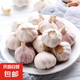 新鮮干蒜即食水果大蒜蔬菜小龍蝦生蠔調(diào)料蒜 新干蒜大蒜 2斤 帶箱