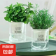 檸檬薄荷盆栽新鮮可食用薄荷葉苗驅(qū)蚊草水培好養(yǎng)花卉室內(nèi)綠植物 可食用組合薄荷+迷迭香+吸水盆 不含盆
