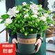 帶花苞濃香型梔子花室內綠植盆栽四季開花桌面花卉凈化空氣好養(yǎng)活 大盆梔子花+加倫盆+帶花苞+肥料