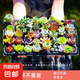 多肉植物組合3-5厘米卷好盆栽耐干旱好養(yǎng)新手基地玉露綠植盆栽 【量大優(yōu)惠】48棵不重復(fù)有玉露