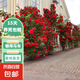 藤本月季花苗月季花樹苗盆栽特大花苗庭院爬藤植物陽臺薔薇爬墻 御用馬車【爬藤月季花苗】 小苗（高度20-35厘米）