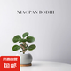 小盼菩提盆栽帶果植物室內綠植書房客廳小盆景辦公室桌面四季好養(yǎng) 小盼菩提-白圓肚盆-竹底托 帶盆種好