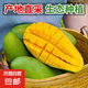 【超大精品青芒】現(xiàn)摘芒果特大果青皮金煌芒當(dāng)季大芒果 5斤【大果】400到500克