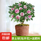 金邊瑞香盆栽濃香型帶花苞室內(nèi)客廳陽(yáng)臺(tái)耐寒老樁大苗好養(yǎng)花卉植物 8年苗【原土當(dāng)年開(kāi)花】