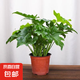 春羽綠植盆栽室內(nèi)客廳花卉水培土培好養(yǎng)活辦公室綠蘿春雨水培植物 小春雨3顆（15-20cm）+原土發(fā)貨+肥料 水培土培都可以
