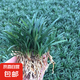 日本矮麥冬草玉龍草庭院草坪綠化地被植物細(xì)葉金邊耐寒麥冬草種子 日本矮麥冬草玉龍草1斤