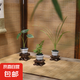 【狼尾蕨】指尖小盆栽凈化空氣的室內(nèi)綠植客廳蕨類酒瓶蘭龍鱗海芋 3款迷你組合-含小木托 帶盆種好