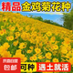 耐寒花種多年生野花組合種子四季開(kāi)花花籽庭院易種活室外花卉 金雞菊種子 250克