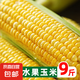 當(dāng)季新鮮黃金水果甜玉米現(xiàn)摘黃色玉米榨汁即食爆漿帶皮玉米棒蔬菜 帶箱9斤大果【單根250-400g】