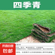 草坪真草帶土矮生馬尼拉草皮百慕大果嶺草耐寒四季常青庭院綠化苗 優(yōu)質(zhì)四季青成品草坪0.5平方帶土 10cm以下