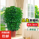 幸福樹客廳大盆栽室內好養(yǎng)花卉盆景綠植辦公室四季常青植物 幸福樹70-90厘米【原土原盆】