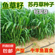 進(jìn)口牧草種子多年生黑麥草魚草喂養(yǎng)雞鴨鵝豬牛羊種籽 【喂魚專用】蘇丹草種子 500克（更實(shí)惠）