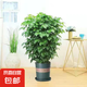 幸福樹盆栽辦公室內(nèi)大型綠寶幸福樹苗綠植物花卉開業(yè)喬遷新居贈禮 獨桿幸福樹60-70cm【原土】