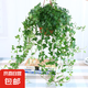 常春藤盆栽室內(nèi)客廳陽臺(tái)易養(yǎng)垂吊綠植物花卉爬藤綠植吊蘭四季常青 壁掛常青藤【原盆土+掛鉤】