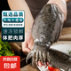 大墨魚 魚 鮮活冷凍舟山海捕東海特大目魚烏賊海鮮水產(chǎn)非墨魚仔 墨魚 3斤(凈重)