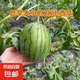 山東正宗頭茬2k手剝皮小西瓜薄皮新鮮冰激凌小糖丸超甜手撕小吊瓜 4-4.5（1-2個西瓜） 手撕小西瓜