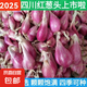 四季紅蔥頭小蔥種子火蔥頭四川干皮春季蔬菜萊疏菜陽臺種種籽 紅蔥頭1斤
