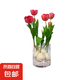 【郁金香種球】年宵花?水培進(jìn)口四季開花盆栽花卉植物客廳好養(yǎng)活 5個(gè)種球+圓玻璃盆+石子+營(yíng)養(yǎng)液