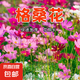 耐寒花種多年生野花組合種子四季開(kāi)花花籽庭院易種活室外花卉 混色格?；?250克