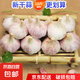 新鮮干蒜即食水果大蒜蔬菜小龍蝦生蠔調(diào)料蒜 外賣餐飲批發(fā)商用大蒜 10斤 含箱