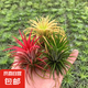 空氣鳳梨無土植物懶人特價室內精靈凈化擺件甲醛綠植桌面盆栽花草 紅精靈+綠精靈+黃精靈 【3顆裝】