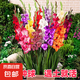 進口劍蘭種球切花室內(nèi)外庭院唐菖蒲種四季易活耐寒植物多年生花卉 國產(chǎn)劍蘭種球（混色） 10個球（買多更便宜）