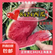 正宗南匯8424西瓜皮薄汁多現(xiàn)摘現(xiàn)發(fā)4.5斤-12斤 單果4斤-8斤 8斤-10斤帶箱重量