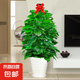 大葉綠蘿柱盆栽客廳大型綠植辦公室內(nèi)清新空氣新房好養(yǎng)綠籮 大葉綠蘿柱1.2-1.3米-白色螺紋盆