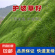 進(jìn)口草坪種子綠化草籽草皮種子矮生四季青草種子庭院免修剪耐熱寒 護(hù)坡草籽（純籽+包衣混合） 500克