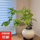 流泉楓盆栽紅楓樹四季紅黃金流泉楓羽毛楓造型園林戶外庭院花園 流泉楓][51-59厘米高（帶種植盆發(fā)貨）